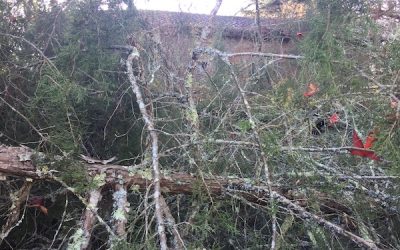 La Compagnie en création – 2