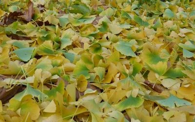 La compagnie en création – 3